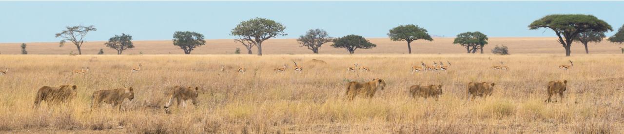 Lions on the savannah - photo by Chrissie Kremer - photo by Chrissie Kremer
